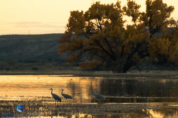 1611_mfa_new-mexico_039