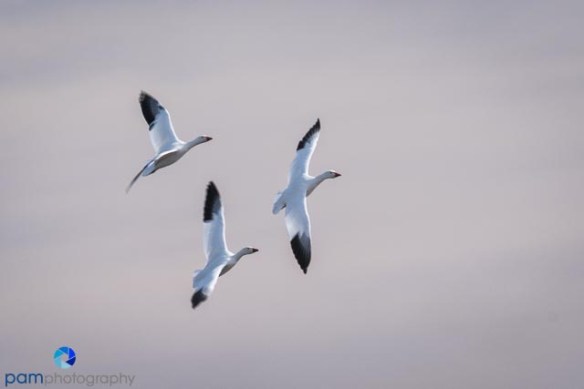 1611_psa_new-mexico_023