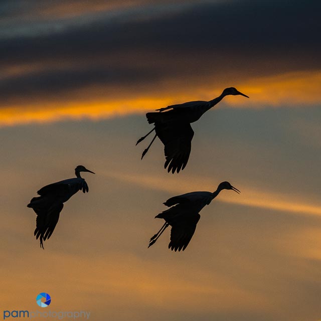 Photographing Birds at Bosque del Apache in New&nbsp;Mexico