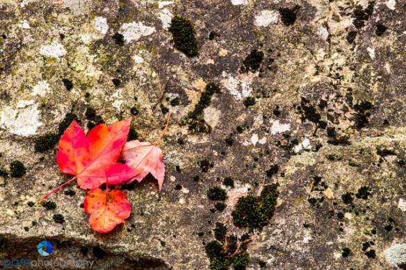 Colorful leaves on green moss