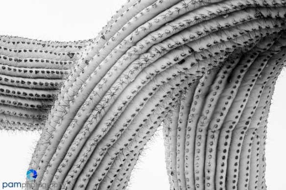 A different take on the mighty Saguaro