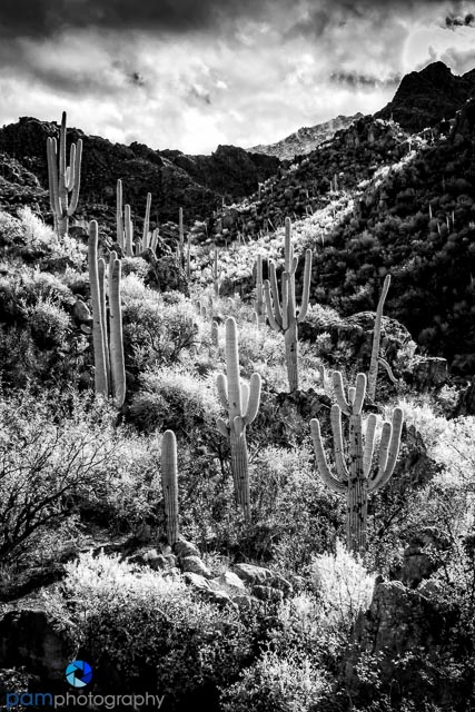 1612_mfa_tucson_infrared_010-edit