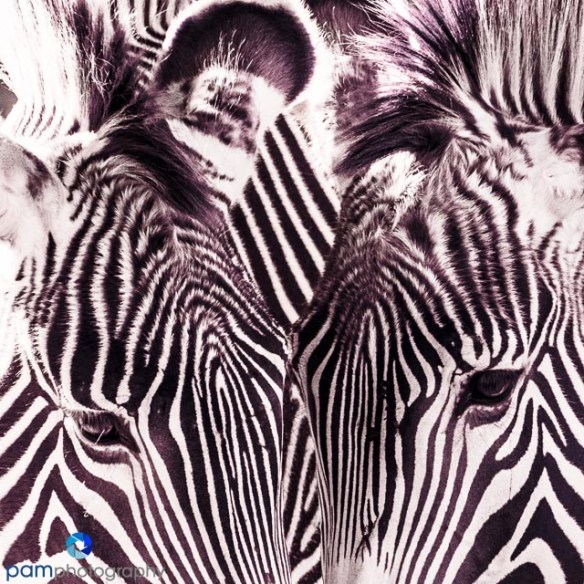 Zebra patterns