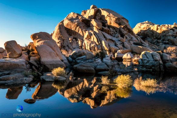 1701_mfa_joshua-tree_007-edit