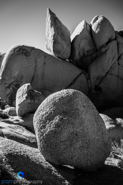 1701_psa_joshua-tree-ir_008