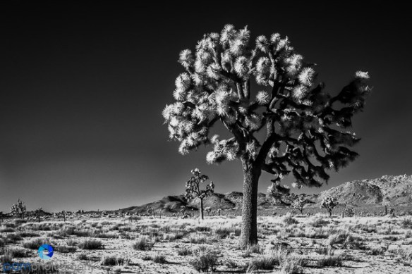 1701_psa_joshua-tree-ir_056-edit