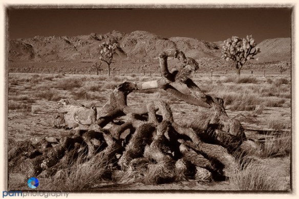 1701_psa_joshua-tree-ir_064-edit