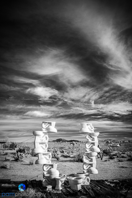 1702_psa_joshua-tree-ir_185