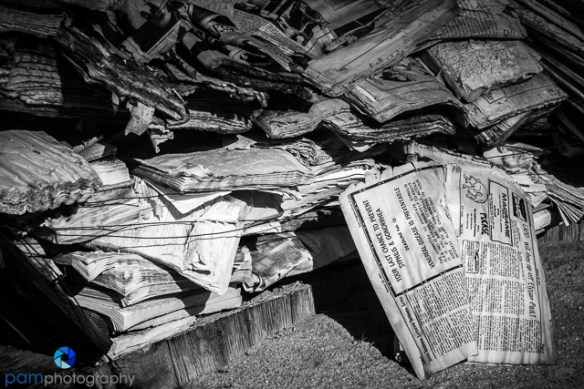 1702_psa_joshua-tree-ir_211