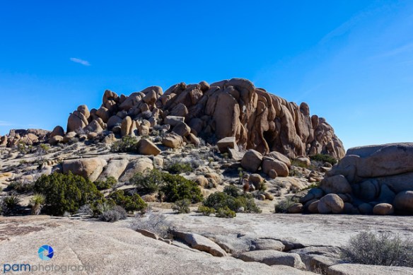 1702_psa_joshua-tree_463-edit