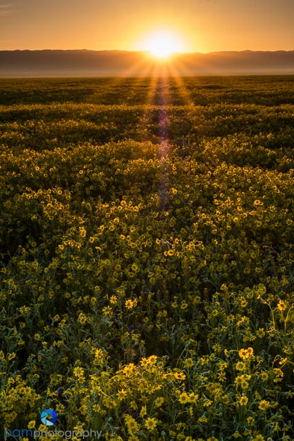 It’s Wild Flower Season – The Carrizo&nbsp;Plain