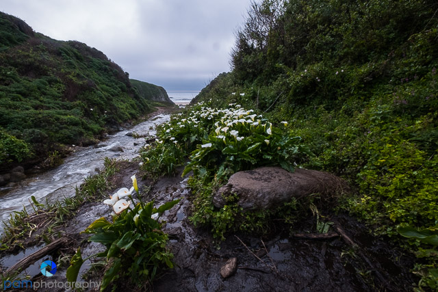 1703_PSA_Big Sur_196