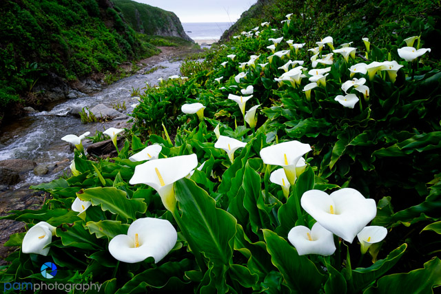 1703_PSA_Big Sur_386-Edit
