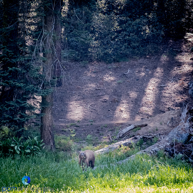 1707_MFA_Sequoia_033