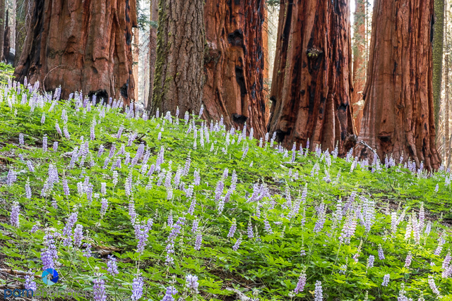 1707_MFA_Sequoia_078