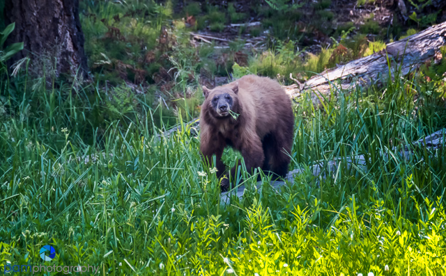 1707_PSA_Sequioa_107-Edit