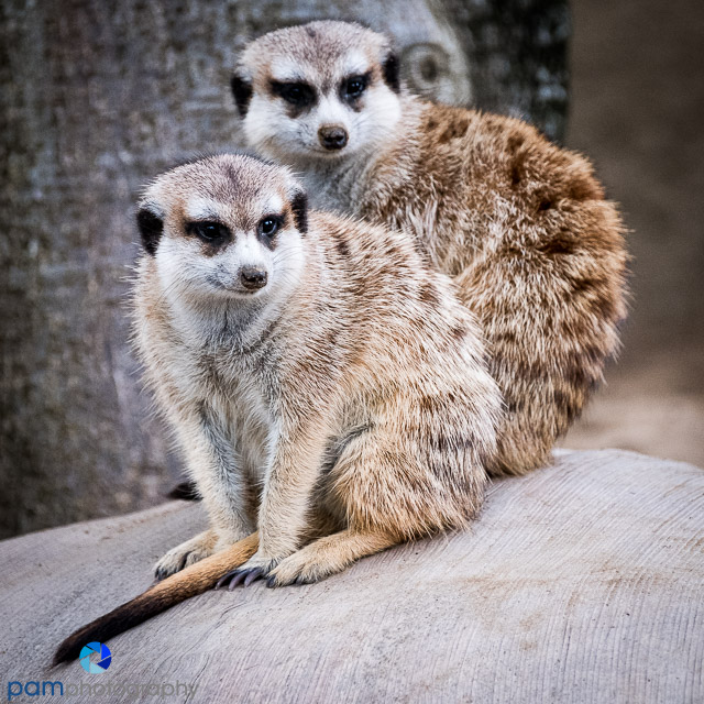 He saw.  She saw.  San Diego Zoo&nbsp;Edition