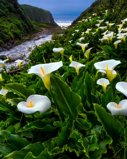 1703_MFA_Big Sur_060-Edit