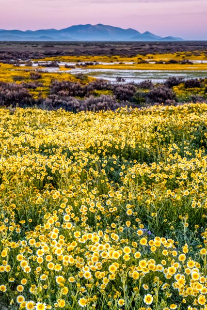 1704_MFA_SoCal Wildflowers_522-Edit