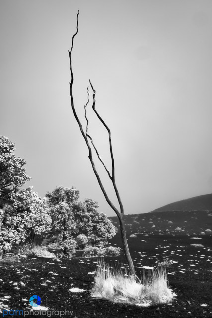 1803_PSA_Big Island_IR_680-Edit