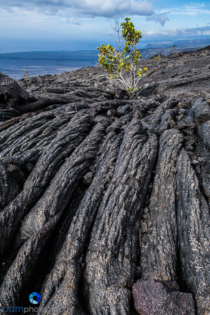 1803_MFA_Big Island_585