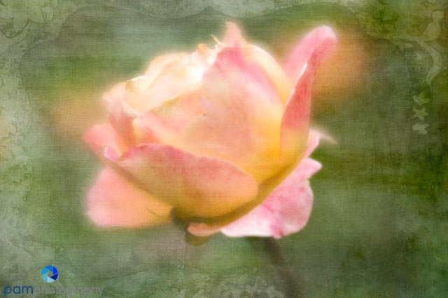 Photography Project:  Creating a painterly photo effect with&nbsp;textures