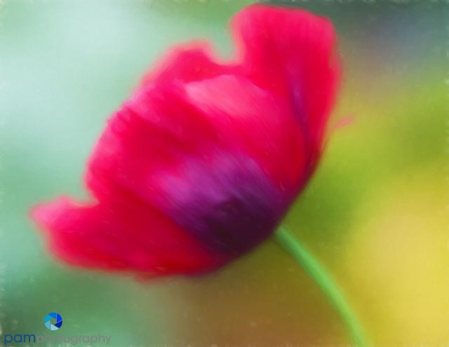 Photography Project:  Painterly effects with Topaz&nbsp;Impressions