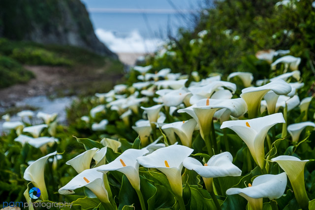 1703_MFA_Big Sur_075
