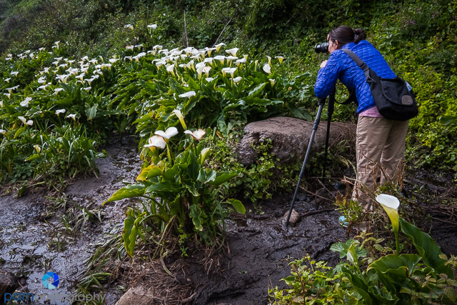 1703_PSA_Big Sur_183