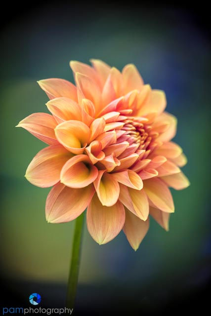 Flower Photography:  Why I (respectfully) disagree with my&nbsp;husband