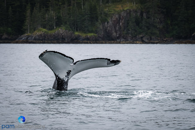 That magic moment: Whale tail in Prince William&nbsp;Sound