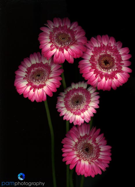 1806_MFA_Scanography_004