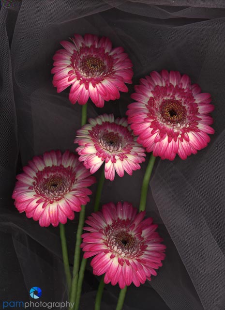 1806_MFA_Scanography_010