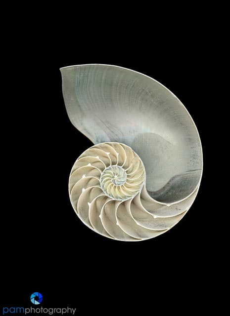 1806_MFA_Scanography_011-Edit