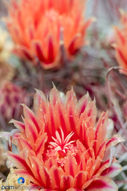 1810_MFA_Palm Springs_136