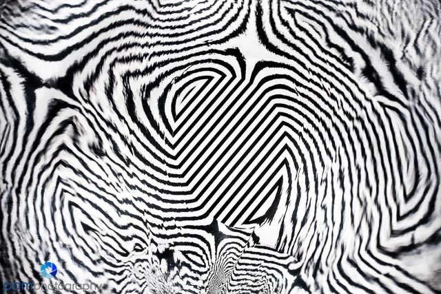 1802_mfa_abstract_133