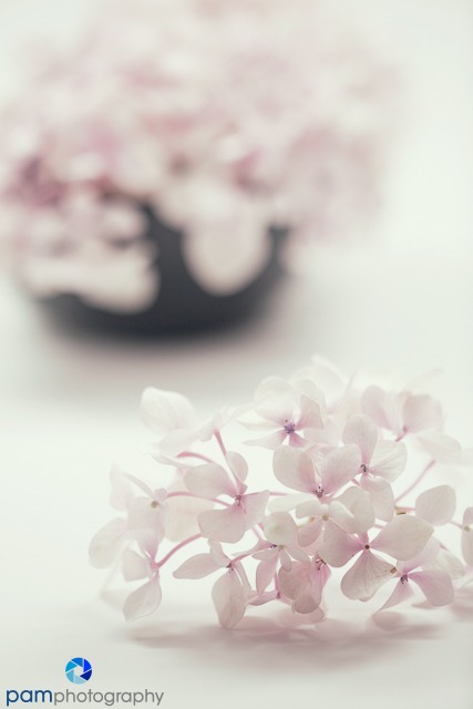 Photography Project:  Flowers and 5 ways to work a&nbsp;subject