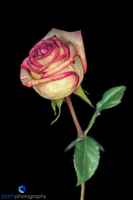 1808_mfa_flowers_224-edit