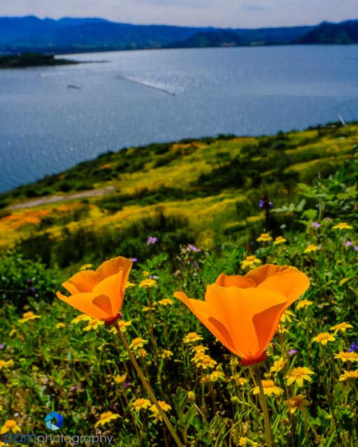 1903_MFA_Southern California_017