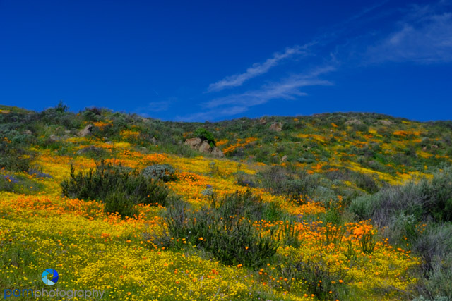 1903_PSA_Southern California_036