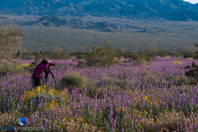 1903_PSA_Southern California_108-Edit