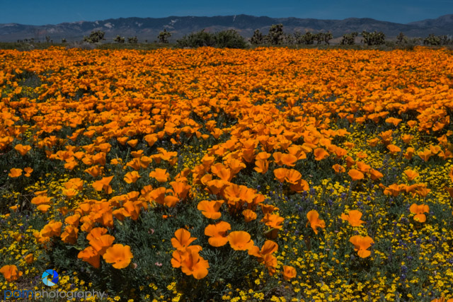 Photographing Poppies in Antelope Valley,&nbsp;CA