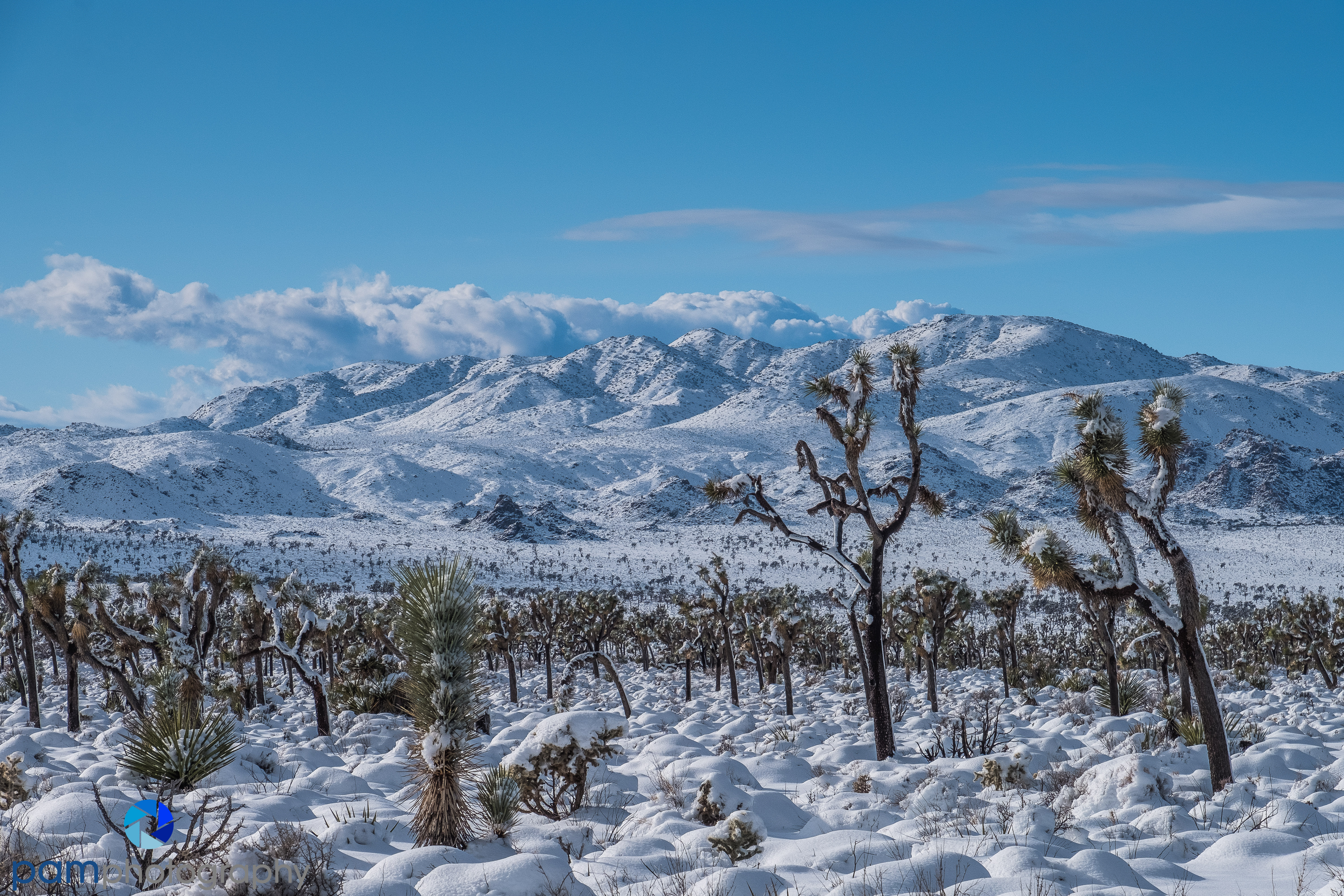 1912_PSA_Joshua Tree_023