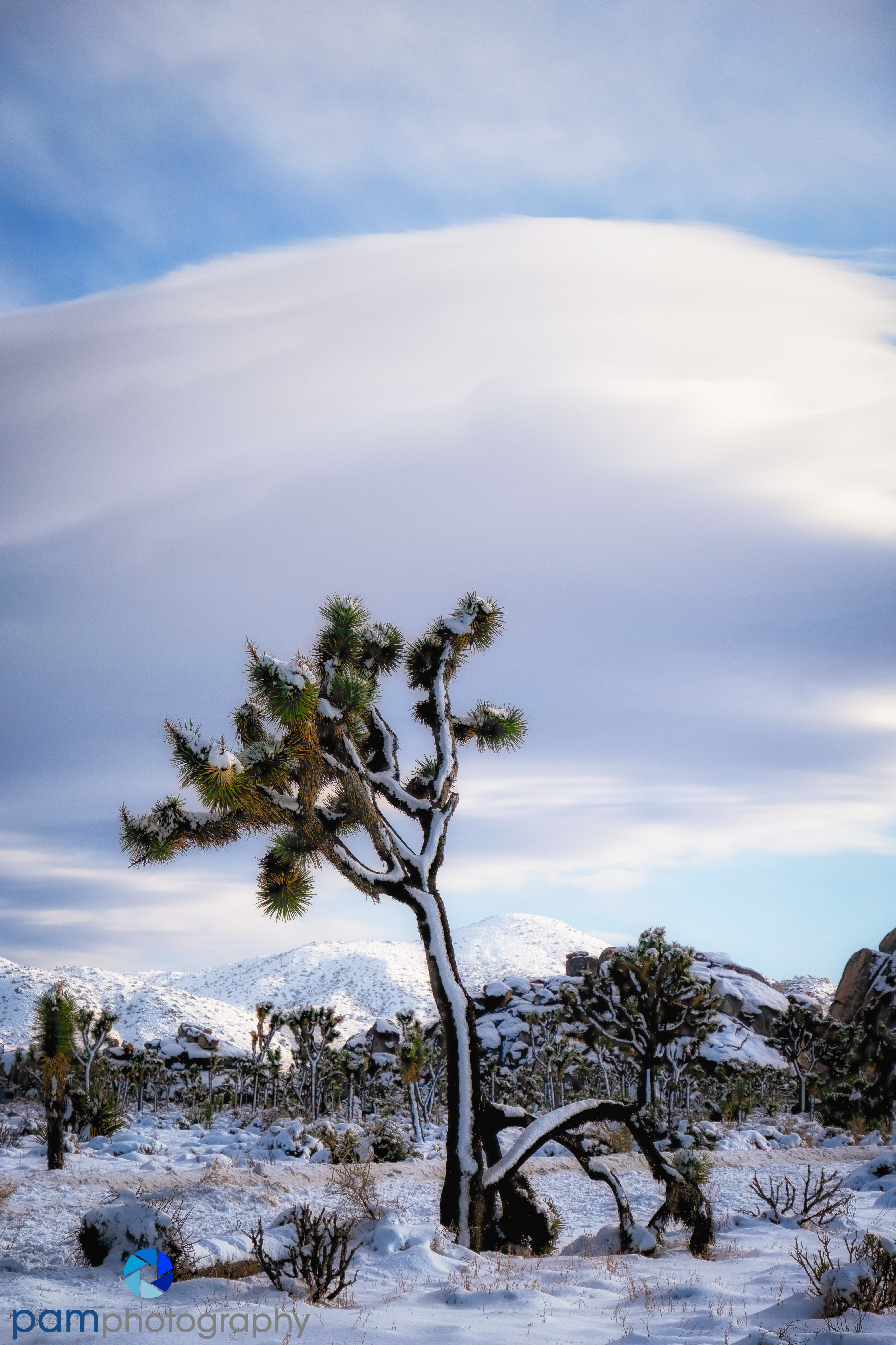 1912_PSA_Joshua Tree_031-Edit