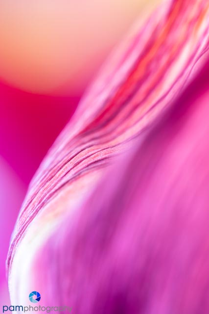 Photography Project:  Photographing Tulips with a Macro&nbsp;Lens