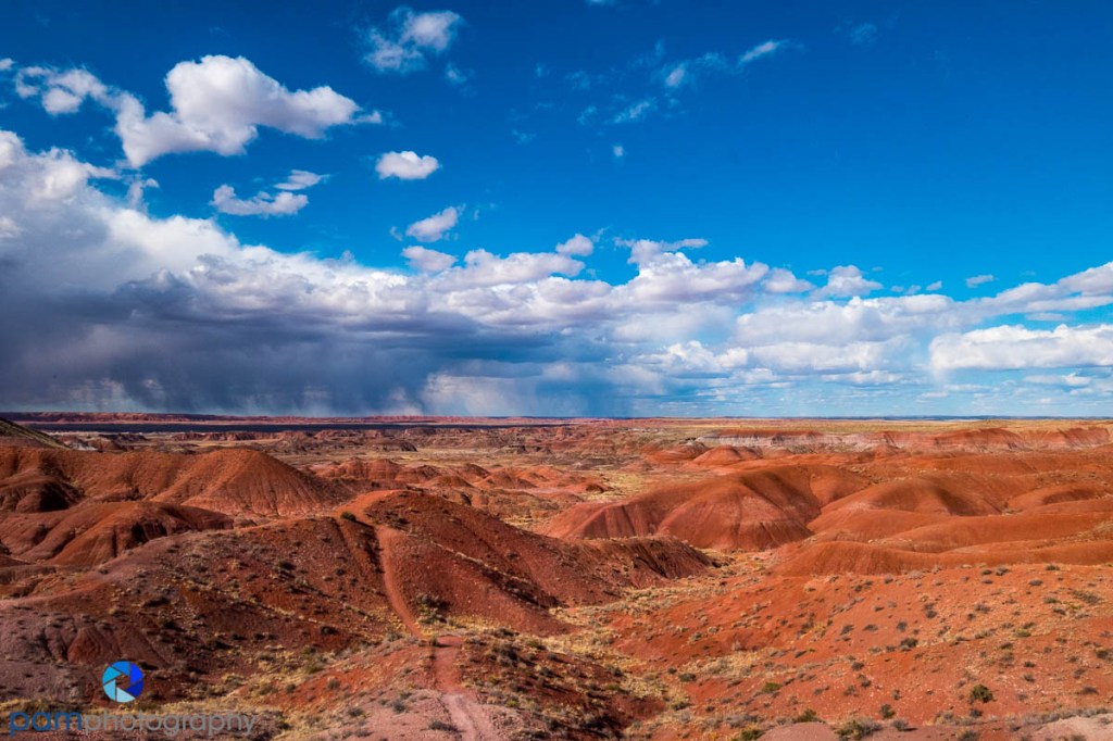 Photographing the Petrified Forest,&nbsp;Again