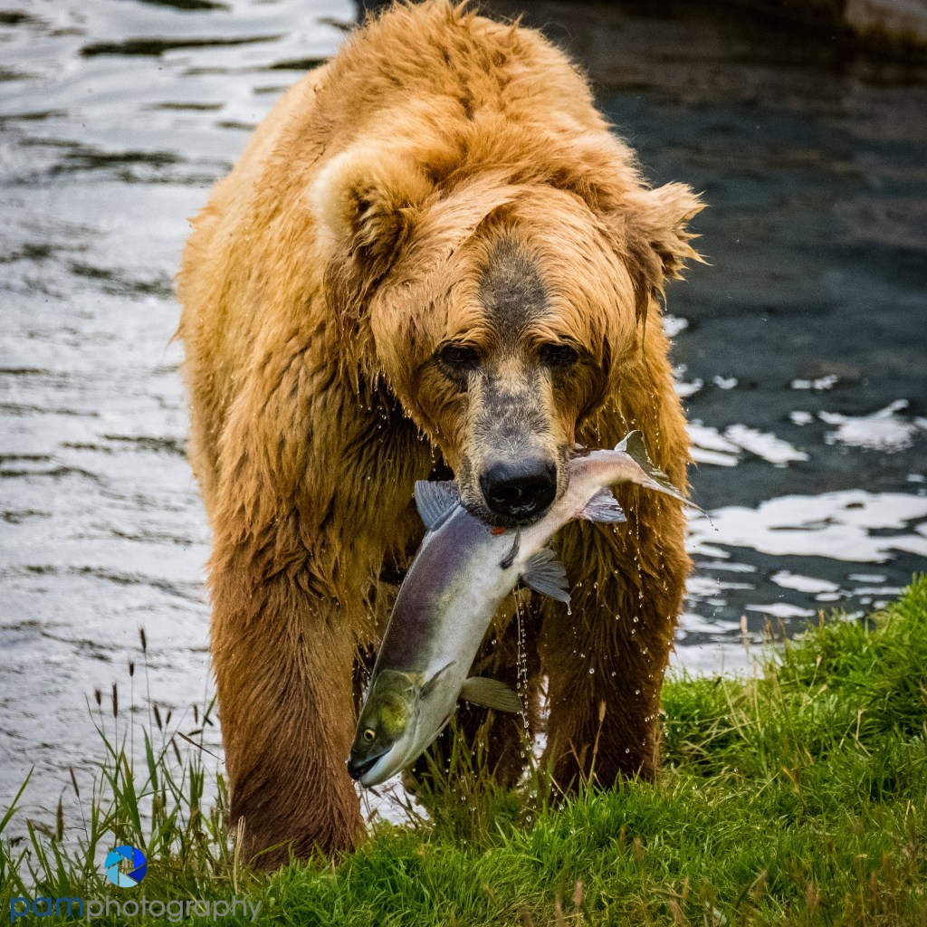 Photographing Grizzly Bears in Kodiak,&nbsp;AK