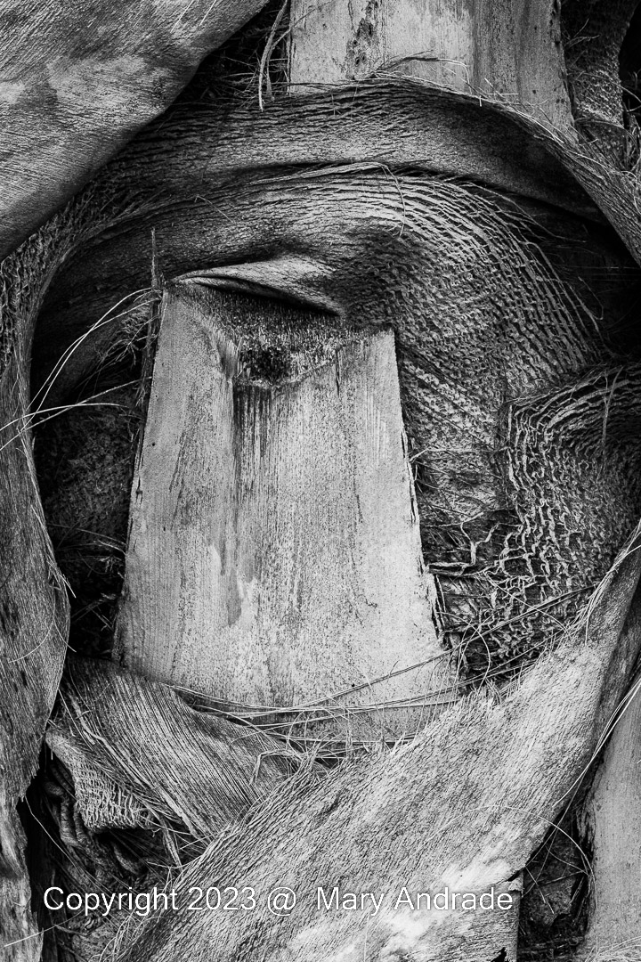 From Capture to Finish: Photography&nbsp;Workflow