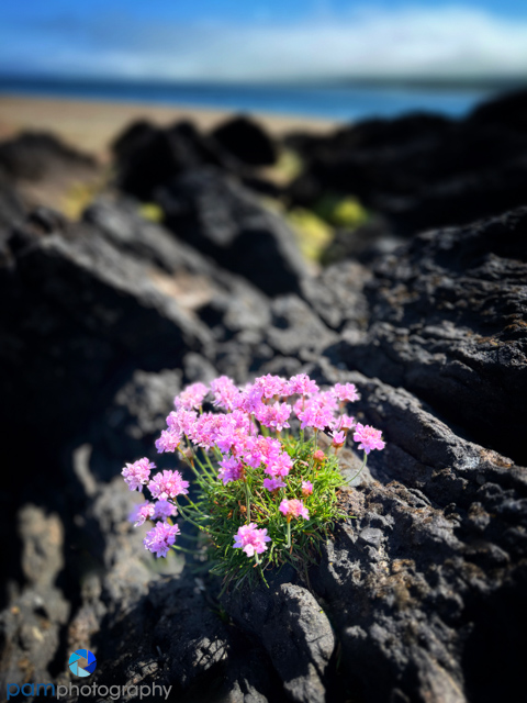 The One Phone Camera Hack You Have to&nbsp;Try!