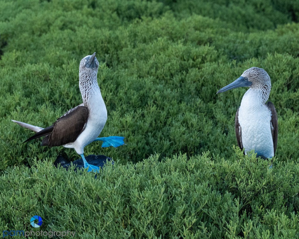 Galapagos Trip Report – Day 3 – Española&nbsp;Island